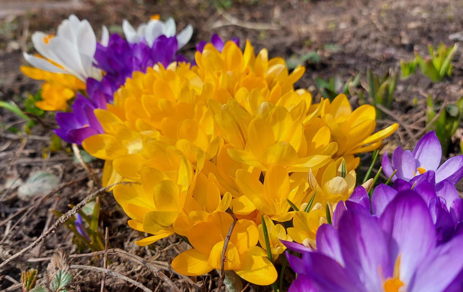 açafrões amarelos, brancos e roxos estão florescendo no jardim. flores do início da primavera. tempo ensolarado. foto