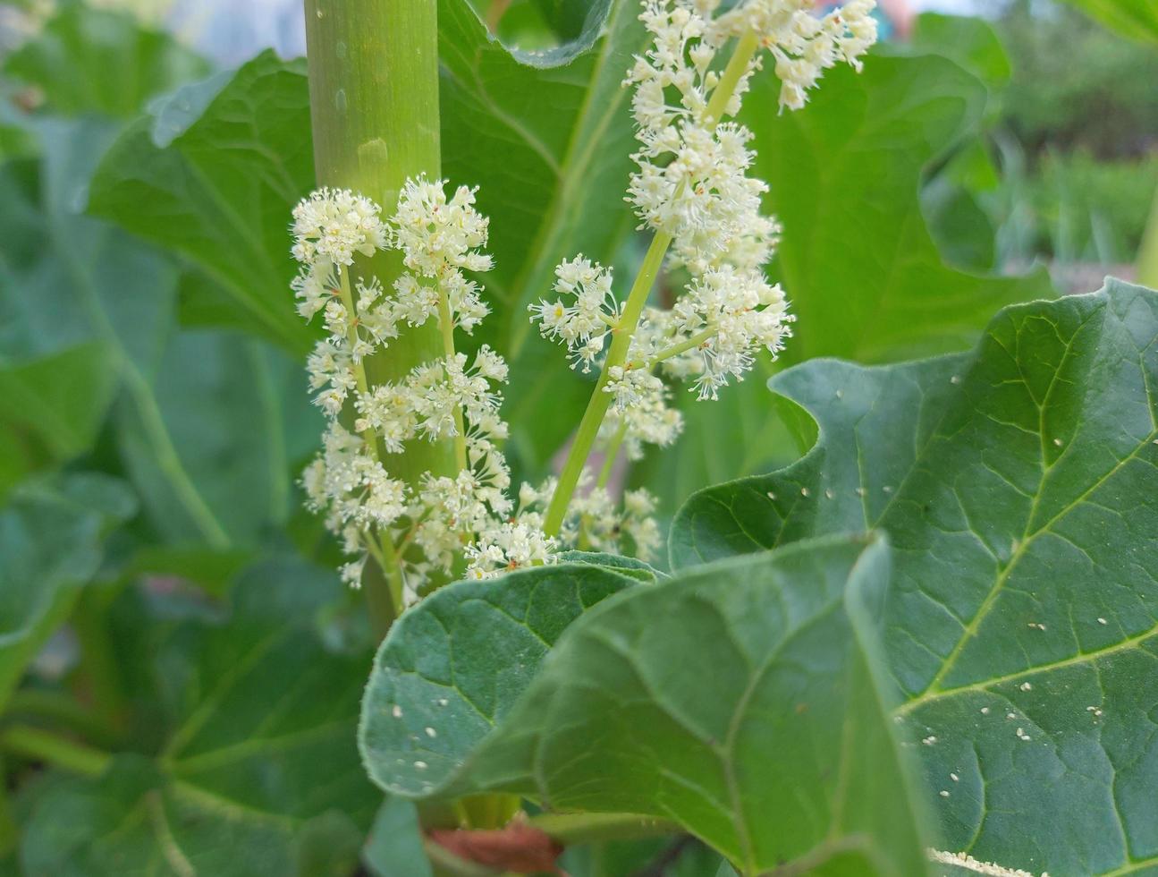 ruibarbo floresce no jardim. agricultura, horticultura, planta. foto