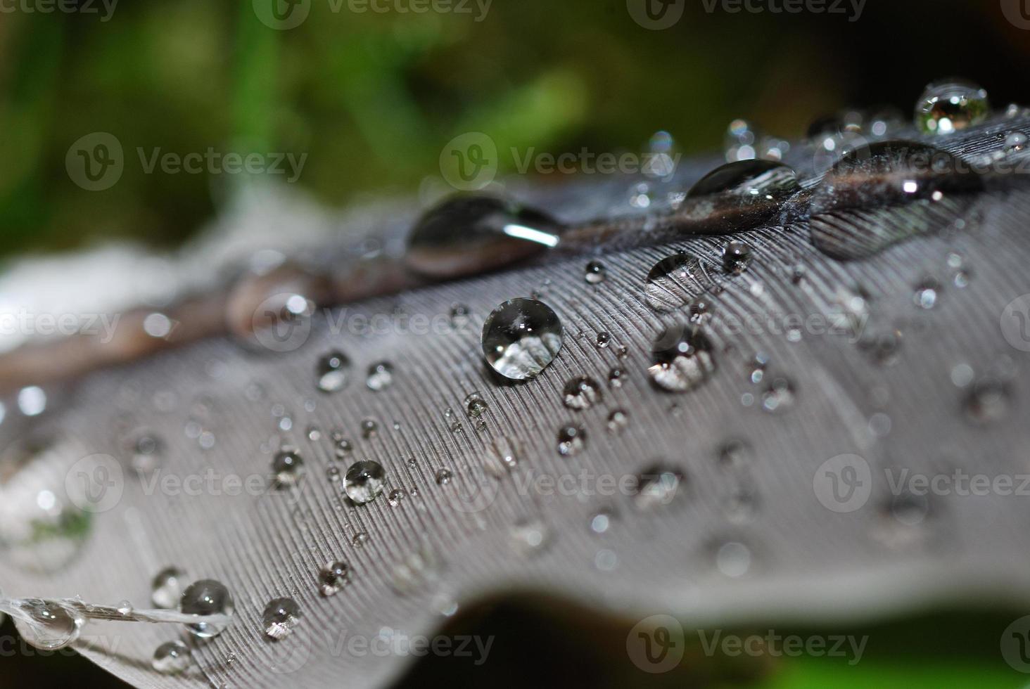 gotas de água em uma pena de pássaro foto