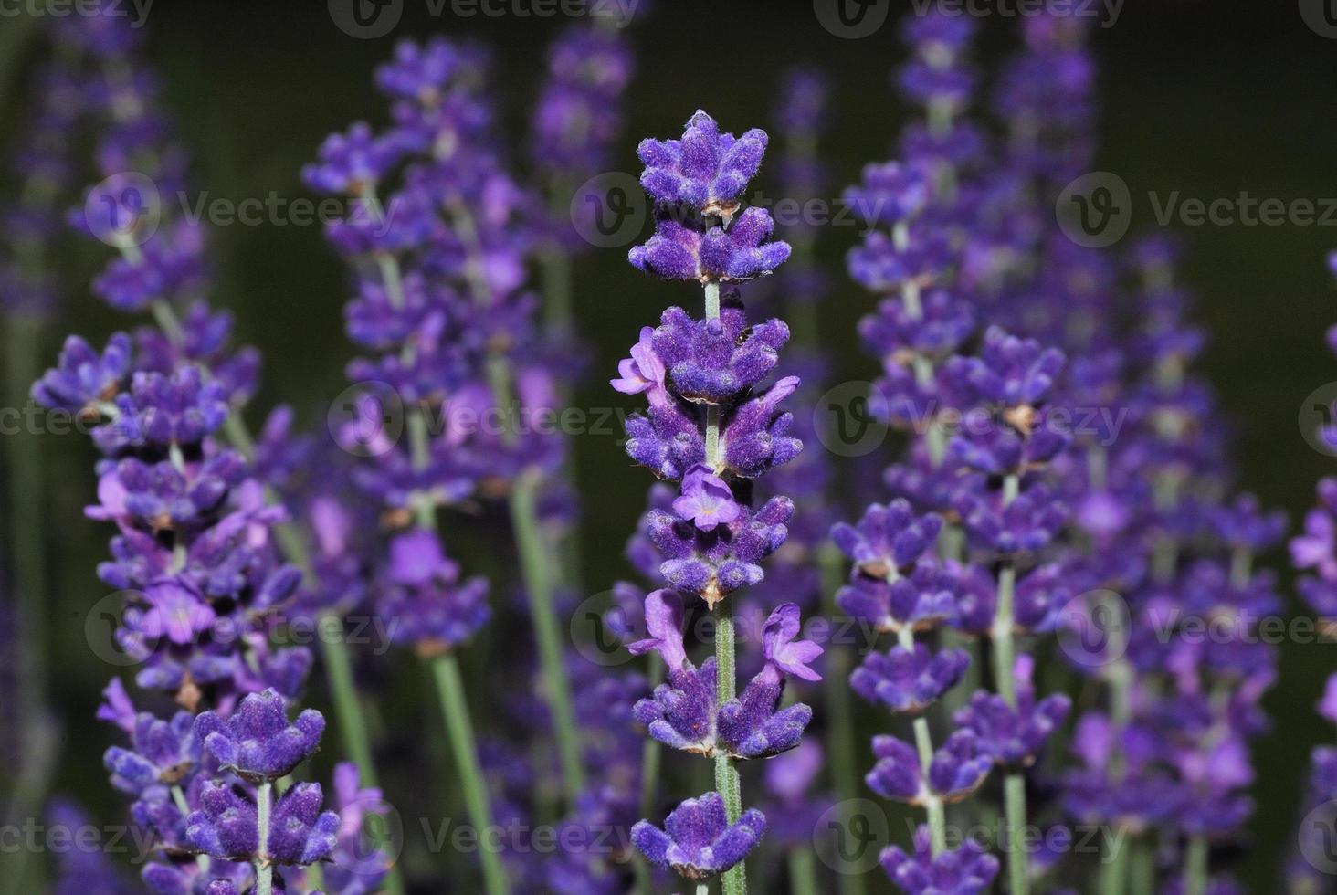 lavanda vista grande foto