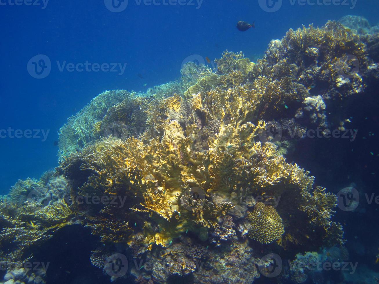 mar azul com coral foto