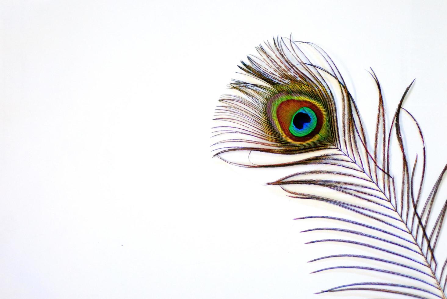 pena de pavão brilhante e colorida brilhante em um branco foto