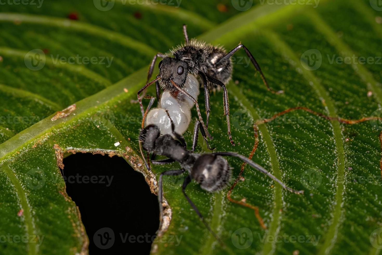 formigas de carpinteiro fêmeas adultas foto