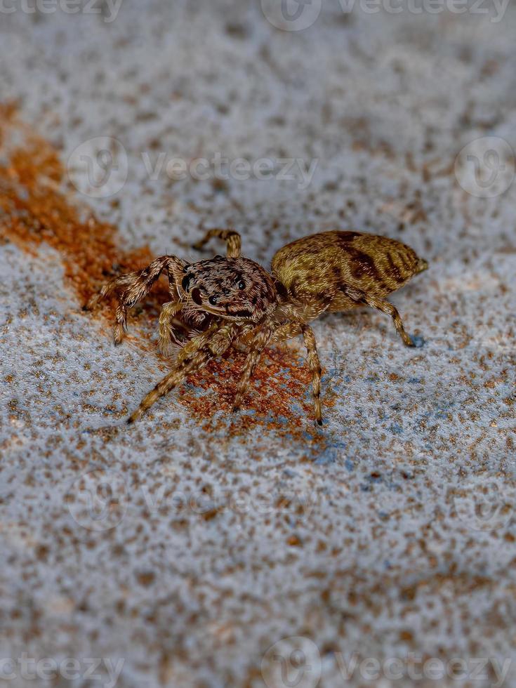 pequena aranha saltadora foto