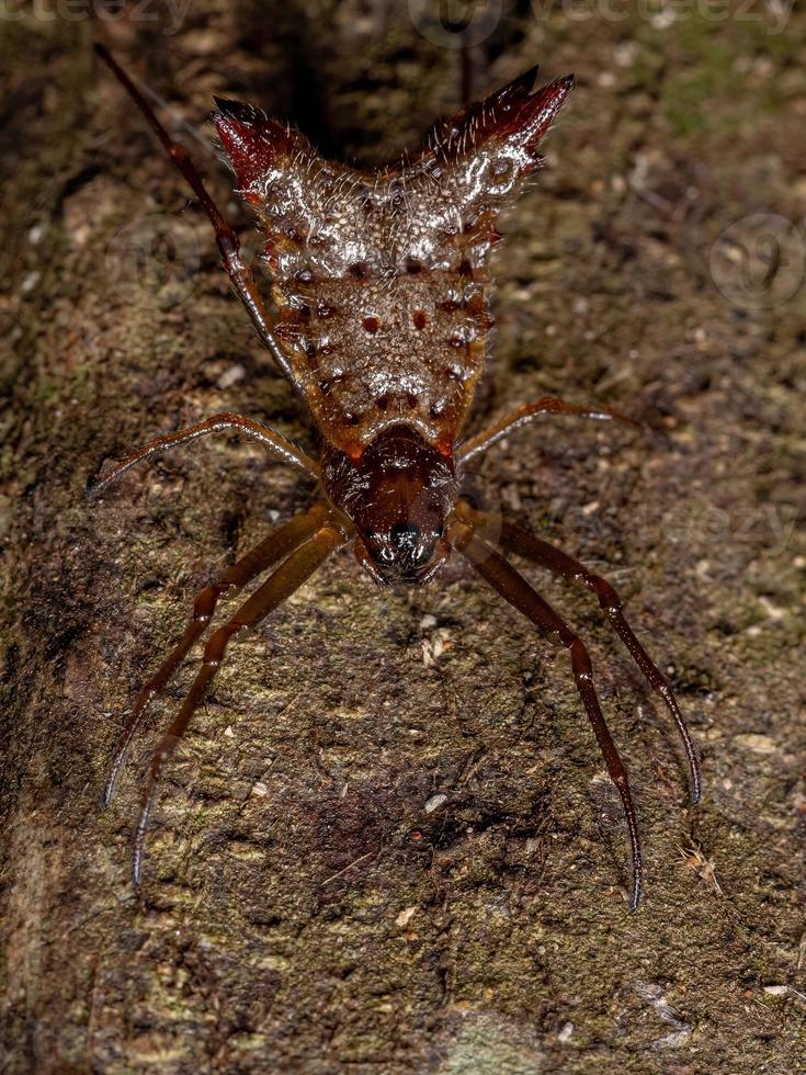 pequena aranha orbweaver foto
