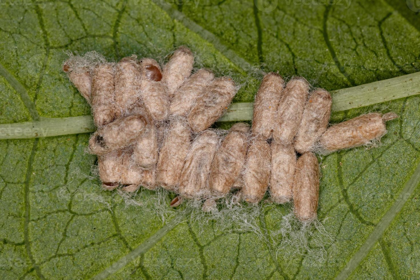 pupas eclodidas de uma vespa parasitóide foto