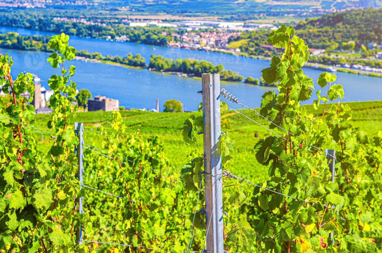 poste de aço de videira e fileiras de campos verdes de vinhas paisagem com treliça de uva no vale do rio Reno foto