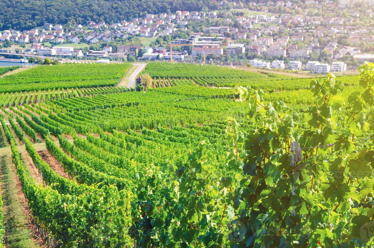 fileiras de videiras na paisagem de campos verdes de vinhas com treliça de uva nas colinas no vale do rio Reno foto