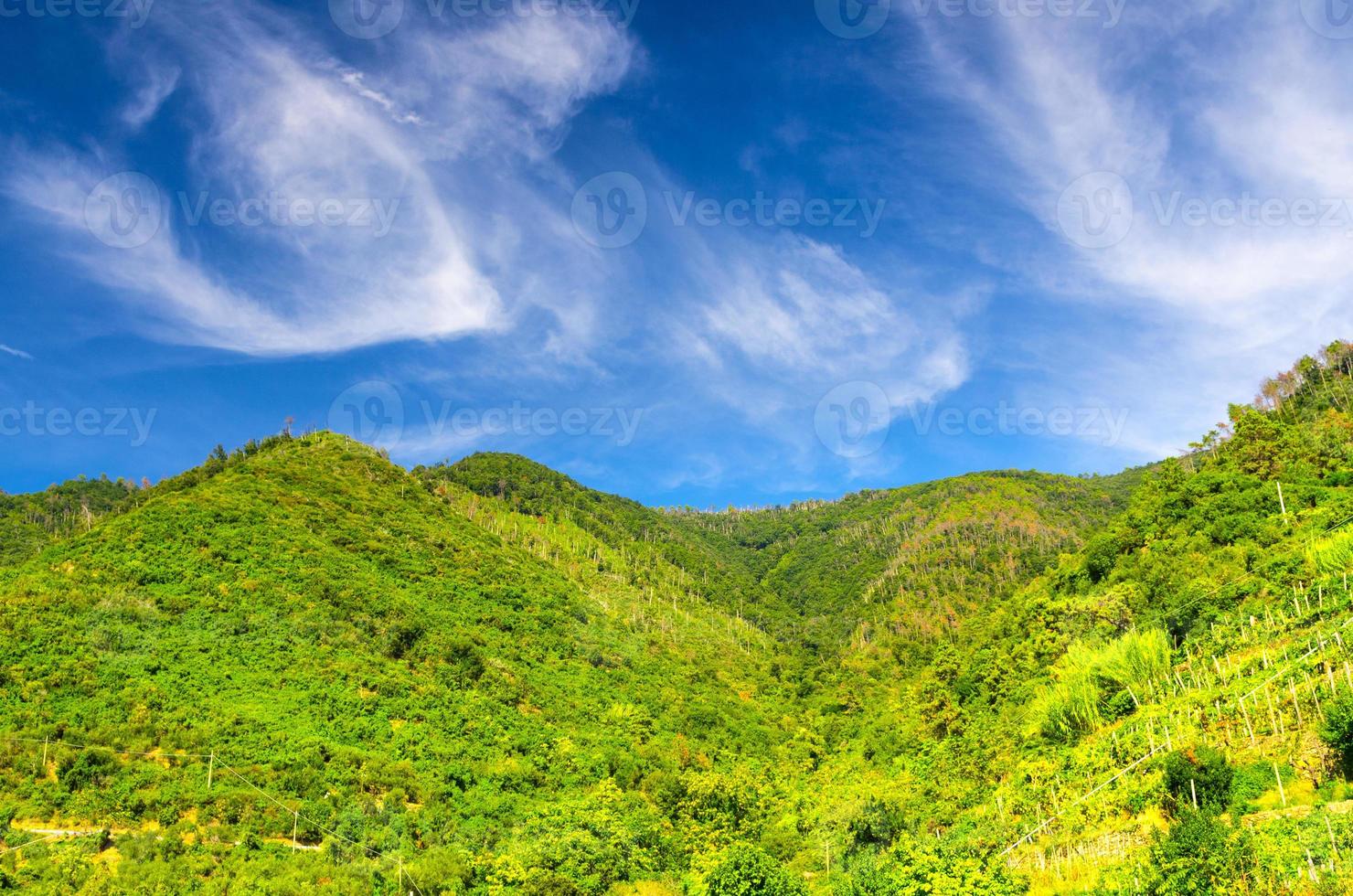 colinas verdes com arbustos e árvores de vinha, céu azul com nuvens brancas transparentes copiam o fundo do espaço foto