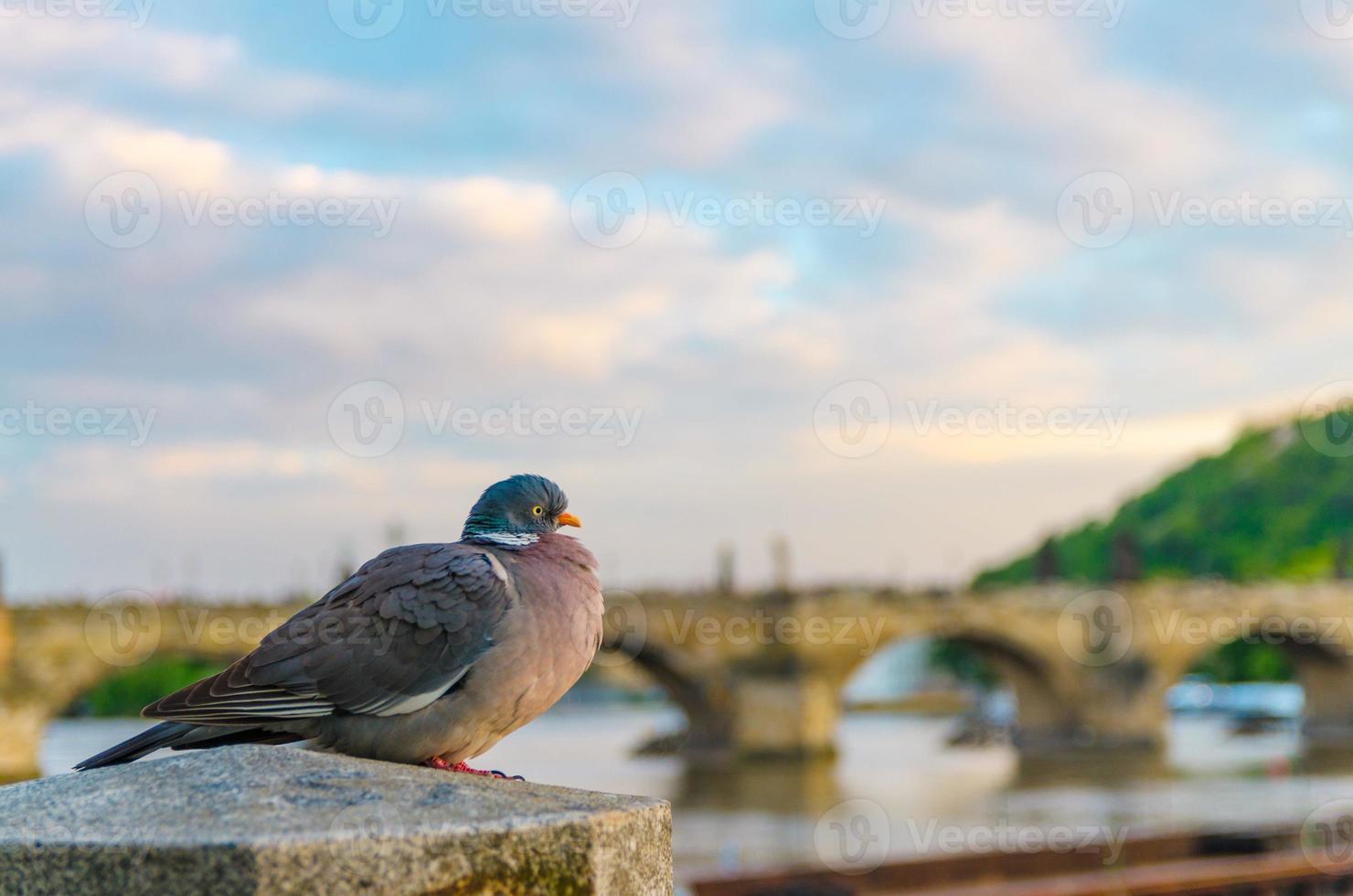 pombo closeup na frente da ponte charles karluv mais sobre o rio vltava na cidade velha de praga foto