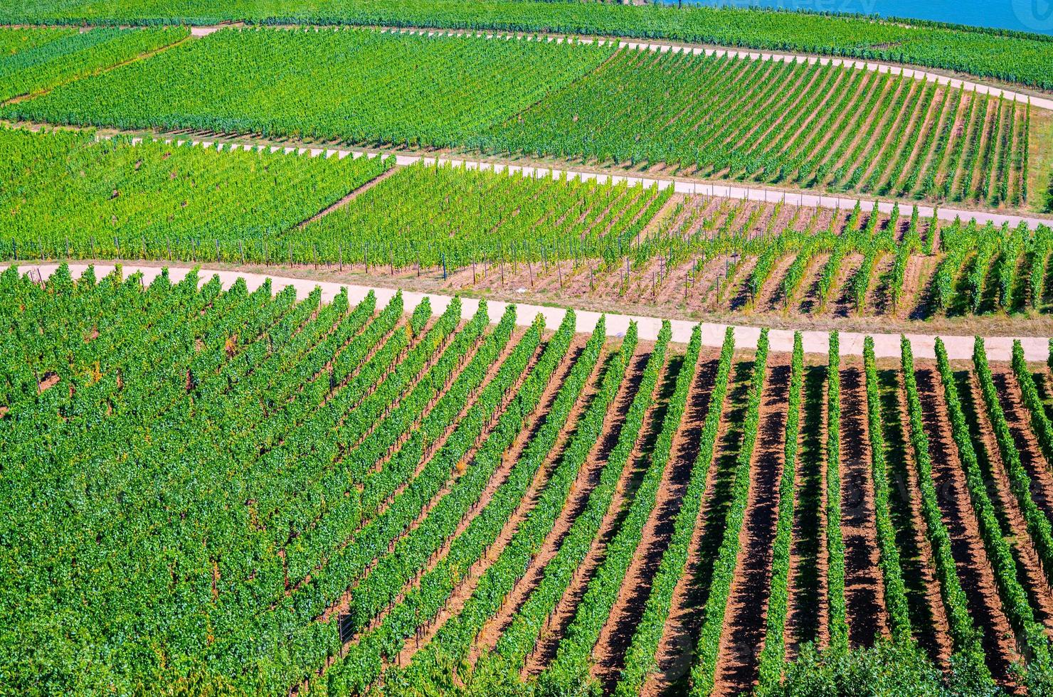 paisagem de campos verdes de vinhas com videiras nas colinas no desfiladeiro do Reno ou vale do rio Reno foto