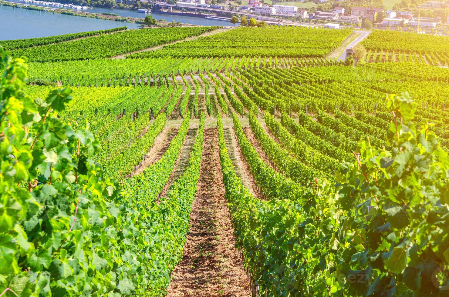 paisagem de campos verdes de vinhas com linhas de videira foto