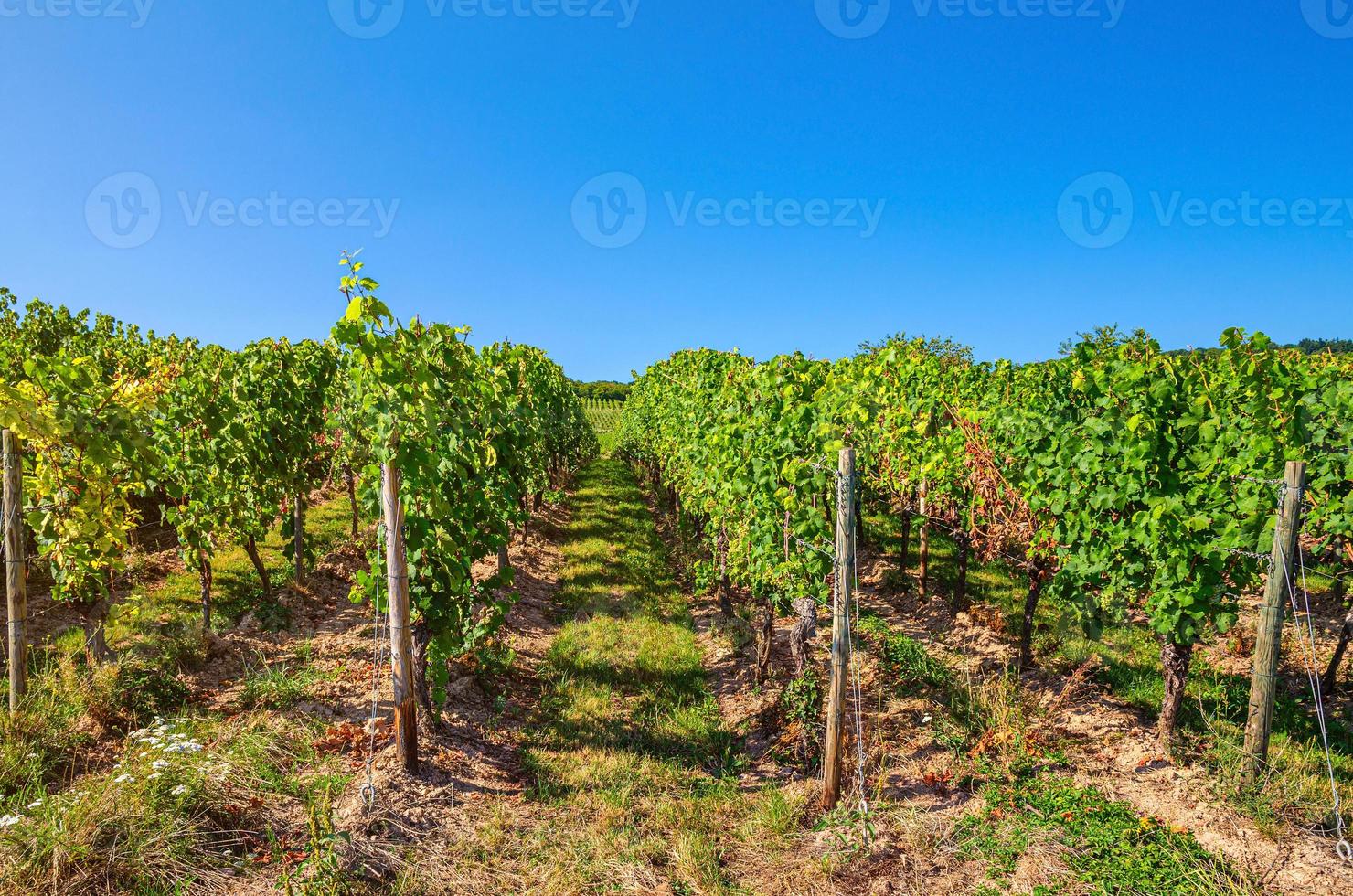 poste de madeira de videira e fileiras de campos verdes de vinhas paisagem com treliça de uva no vale do rio Reno foto