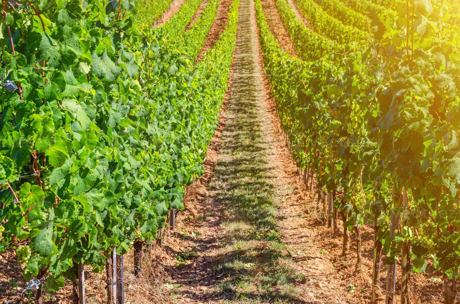 paisagem de campos verdes de vinhas com fileiras de videiras nas colinas no vale do rio Reno desfiladeiro do Reno foto