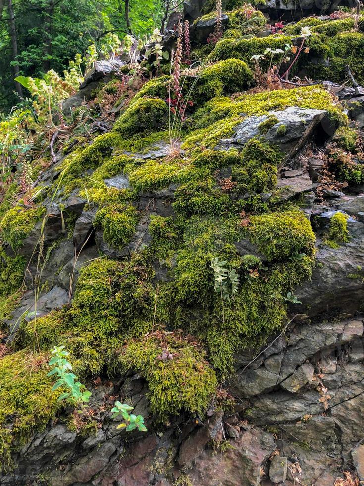 pedra musgosa da natureza, floresta na colina foto