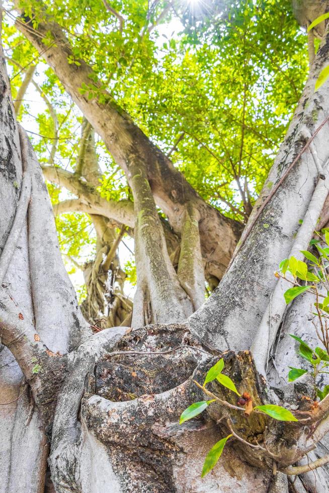 grande árvore tropical ficus no parque no aeroporto de cancun, méxico. foto