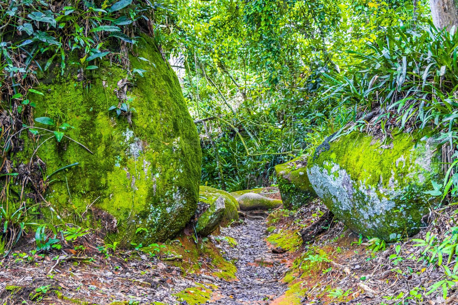 trilha de caminhada em floresta tropical natural ilha grande brazil. foto