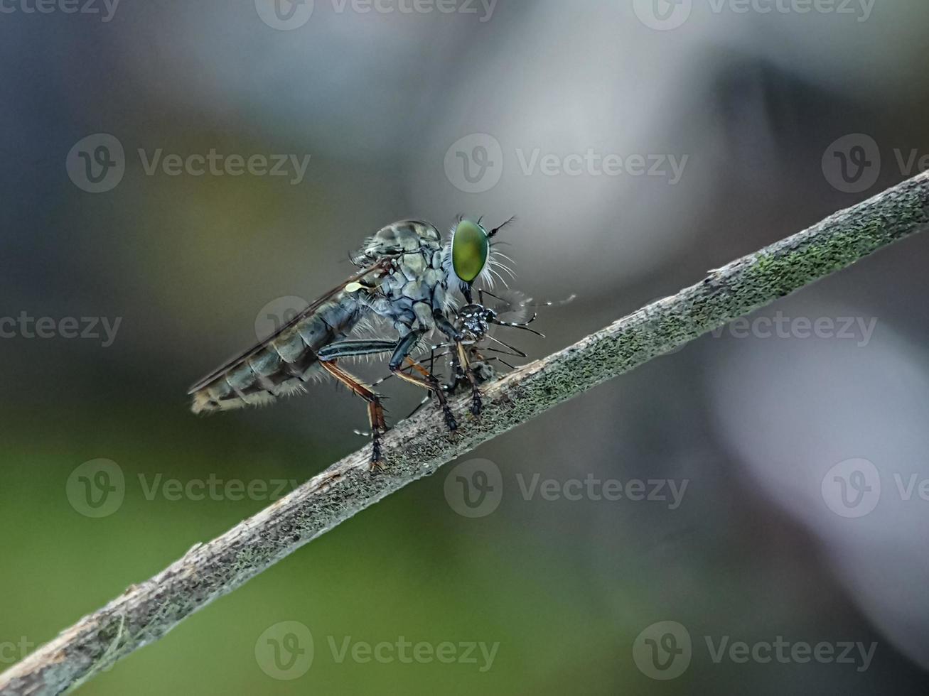 os asilidae são a família das moscas ladrões, também chamadas de moscas assassinas foto