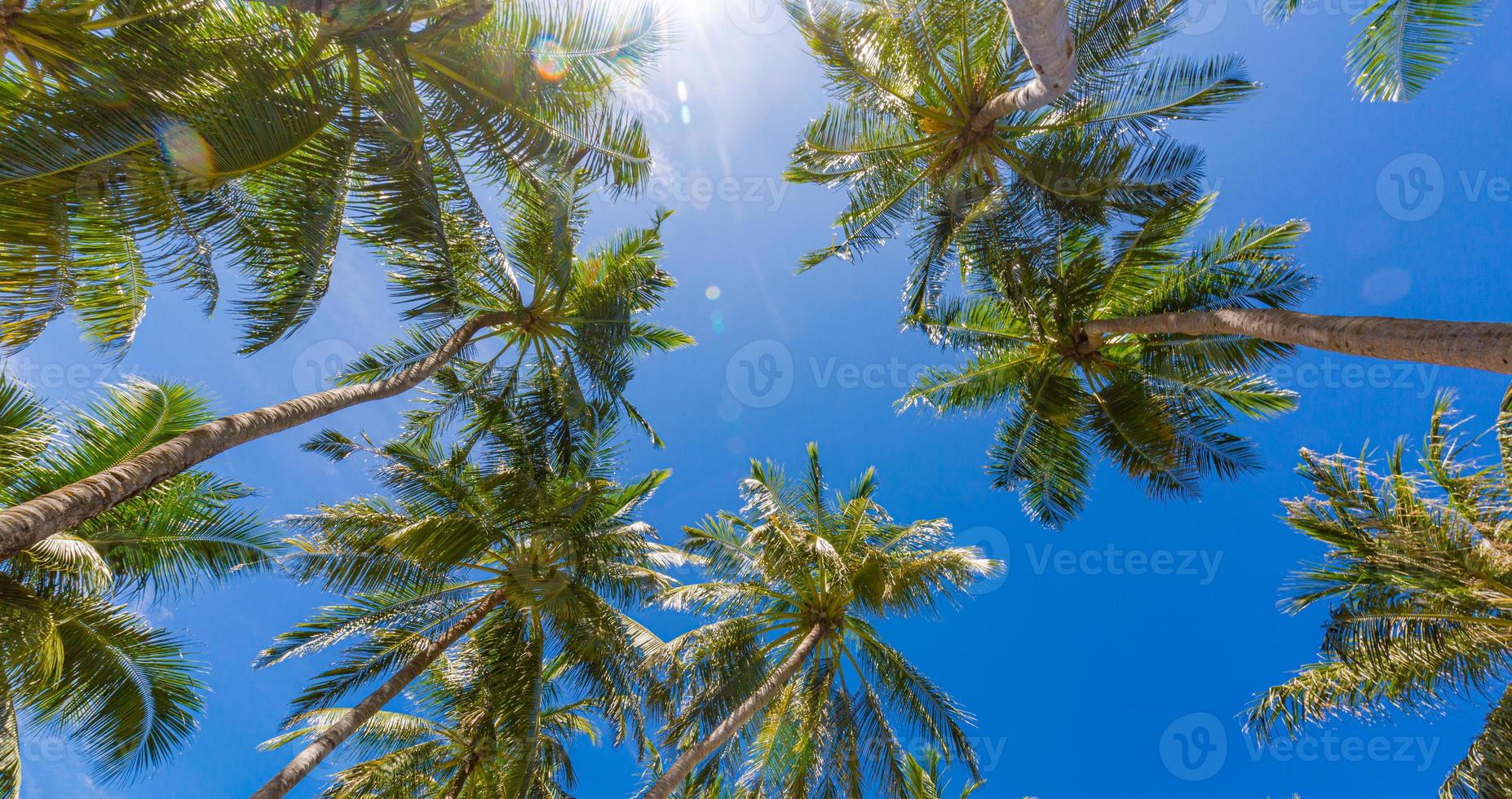 palmeira de coco com céu azul, fundo de raios de sol tropical lindo. baixo ponto de vista da natureza exótica com folhas de palmeira. paisagem de viagem foto