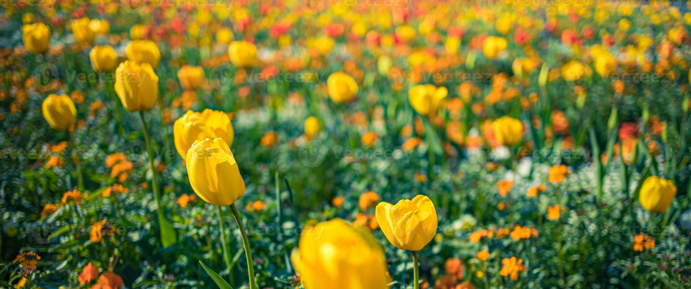fundo de primavera com lindas tulipas amarelas. bandeira floral do parque do jardim da cidade. primavera florescendo tulipas amarelas, fundo de flores bokeh, cartão floral pastel e suave, foco seletivo, tonificado foto