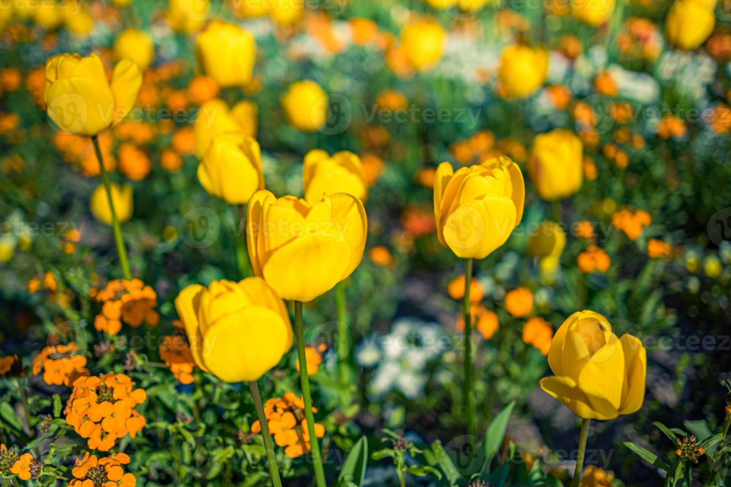 fundo de primavera com lindas tulipas amarelas. bandeira floral do parque do jardim da cidade. primavera florescendo tulipas amarelas, fundo de flores bokeh, cartão floral pastel e suave, foco seletivo, tonificado foto