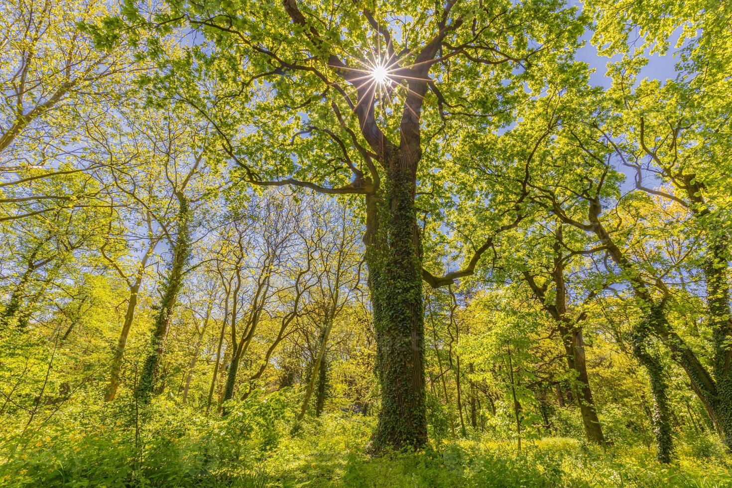 primavera verão árvores florestais. fundos de luz solar de madeira verde natureza. idílica calma natural cênica, caminhada pacífica ou caminhada design de fundo de floresta foto