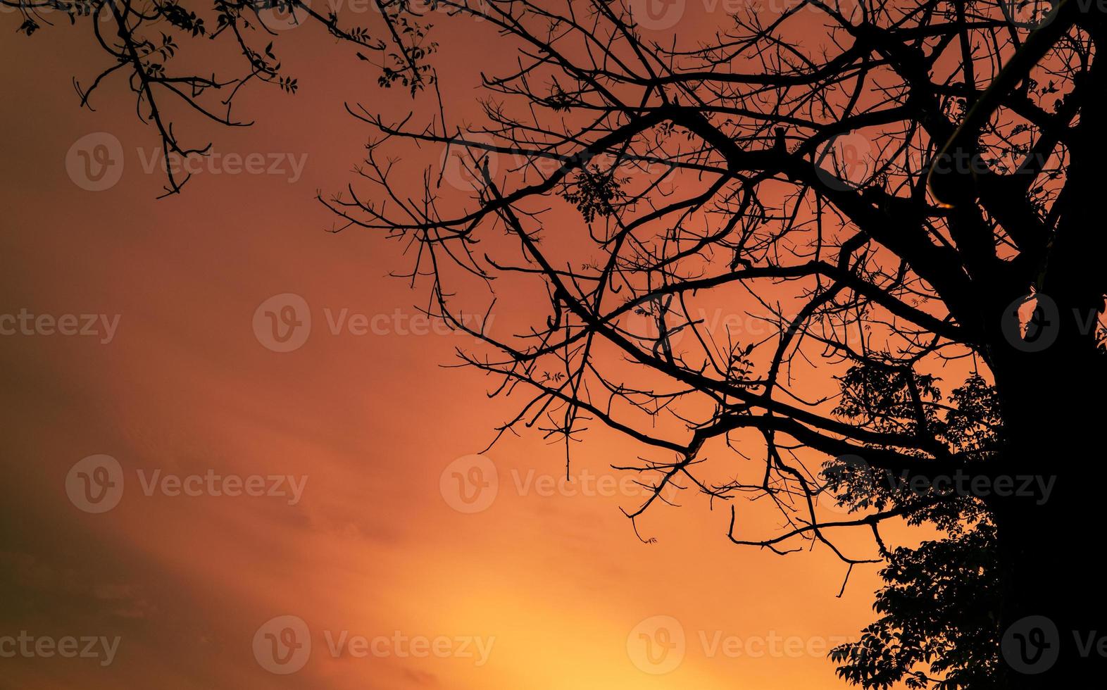 fundo laranja por do sol com árvore em silhueta foto