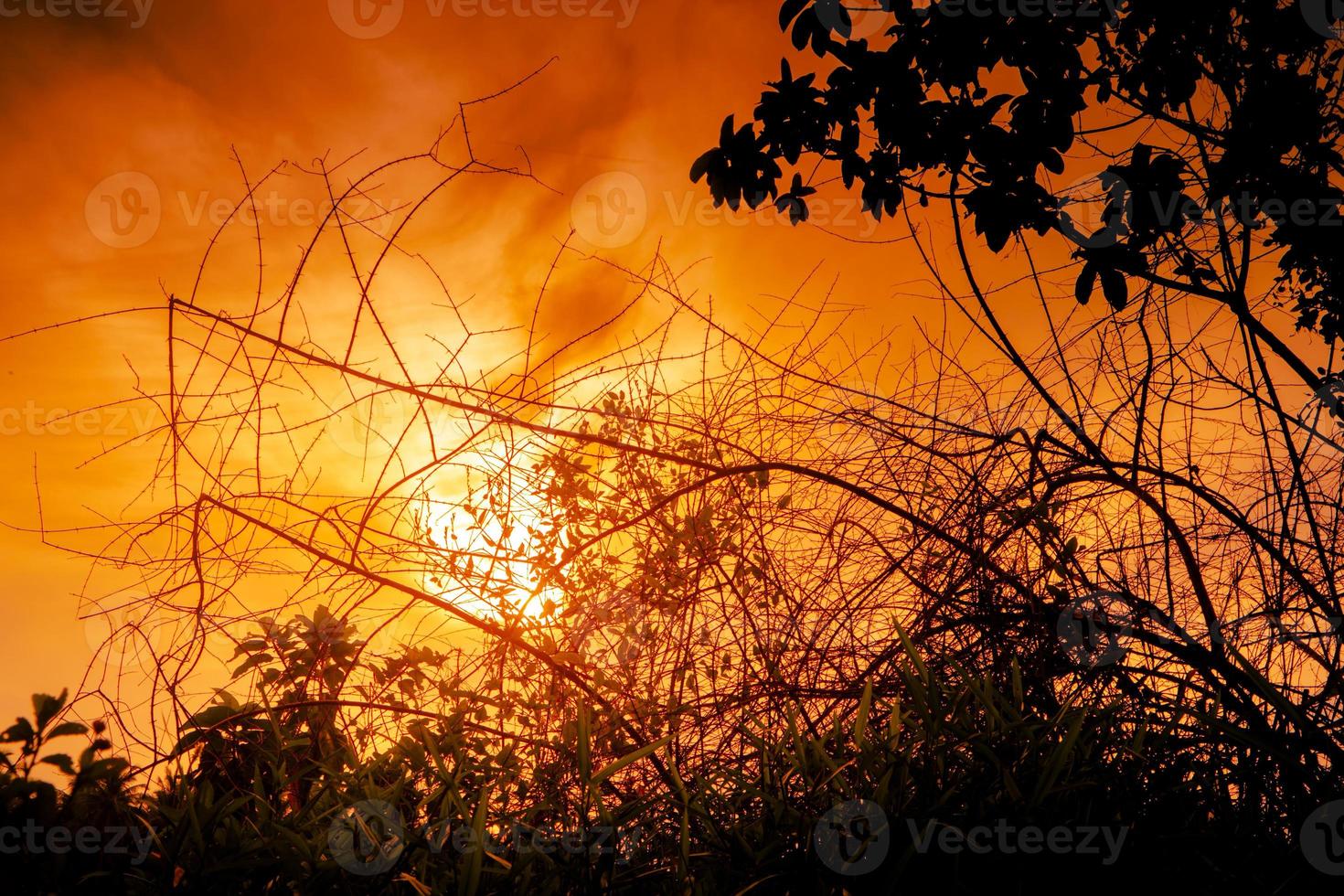 silhueta de grama e árvore com fundo por do sol foto