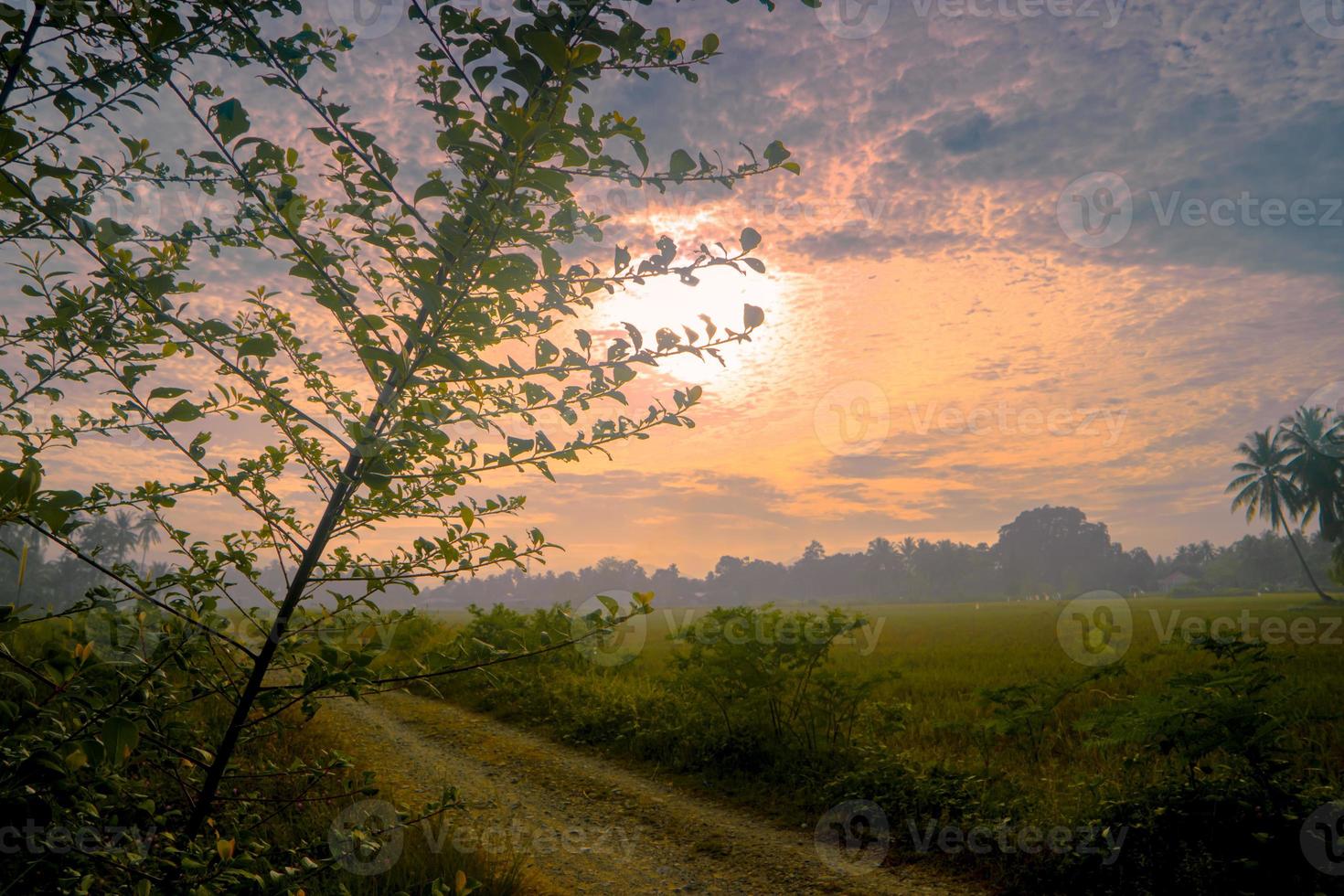 paisagem rural do nascer do sol com silhueta de estrada e galho de árvore foto