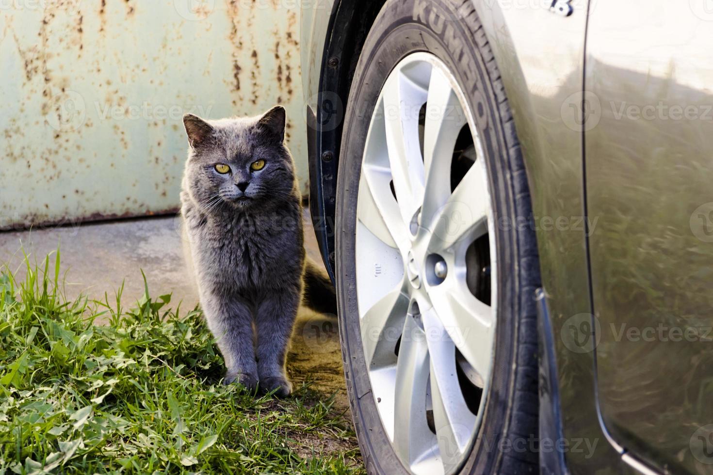 um gato cinza sente-se ao lado da roda do carro no estacionamento foto