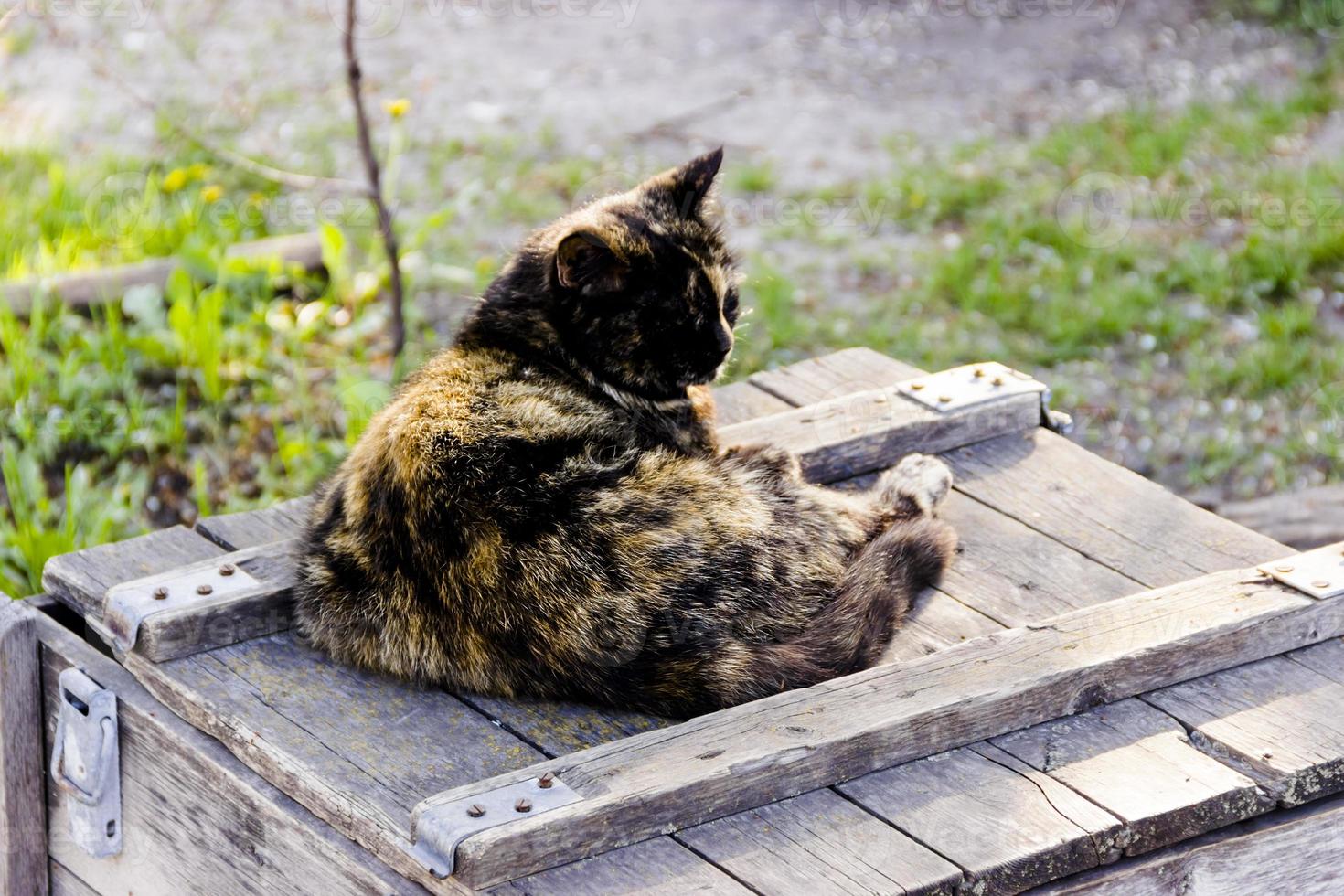 um lindo gato preto sentado em uma caixa de madeira foto