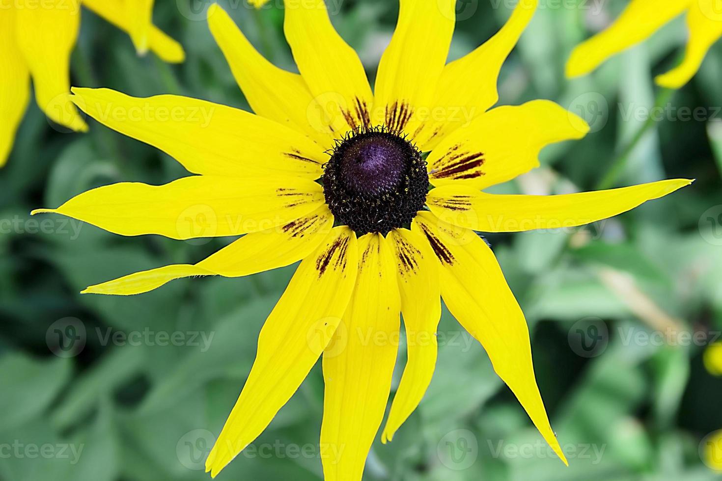 lindas flores amarelas grandes com pétalas pontiagudas foto