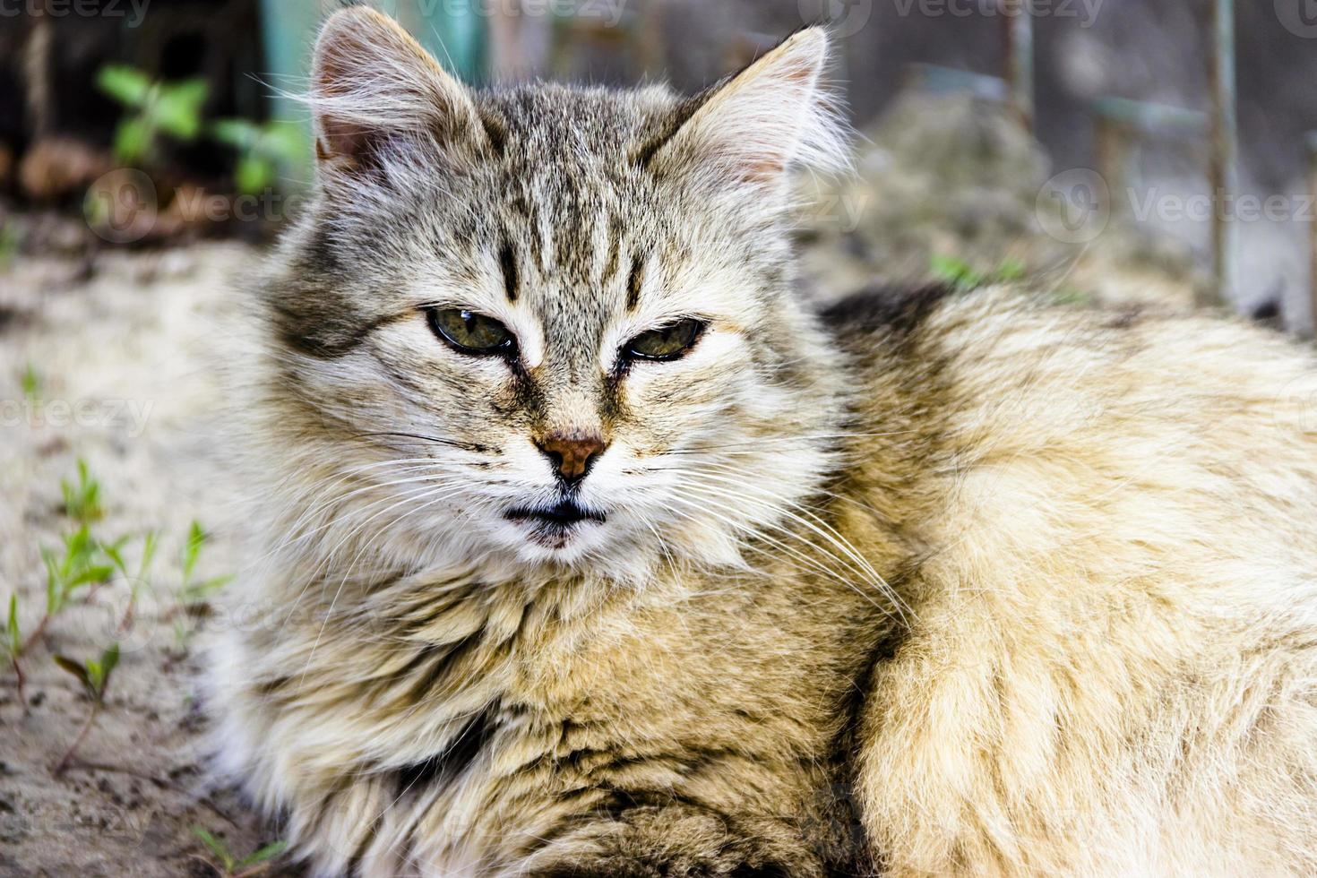 gato grego na rua dia ao ar livre foto