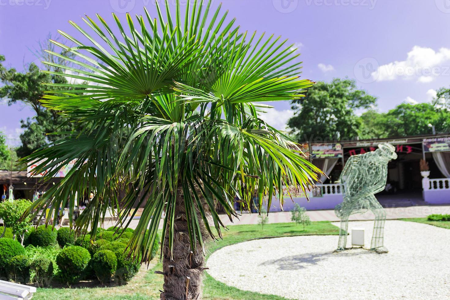 palma no aterro na praça da praia central da vila kabardinka na rússia. foto