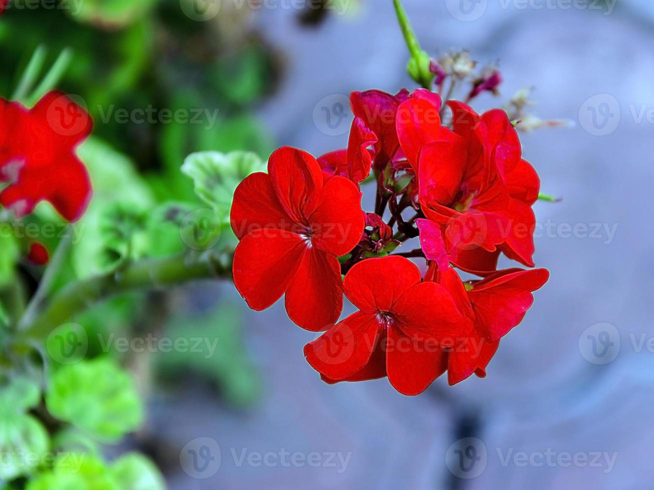 plantas gerânio vermelho detalhe de flores lindas foto