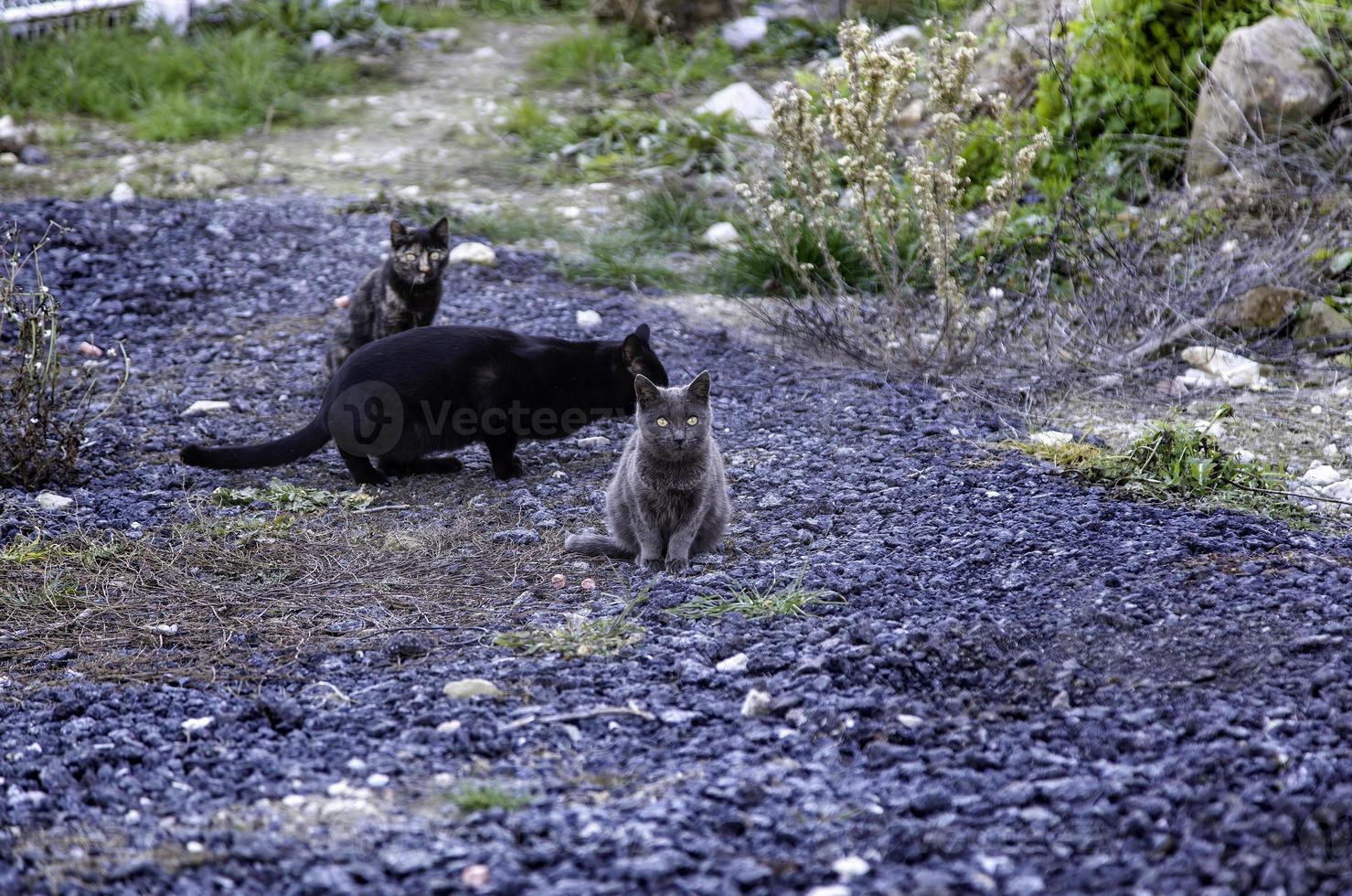 gatos abandonados na rua foto