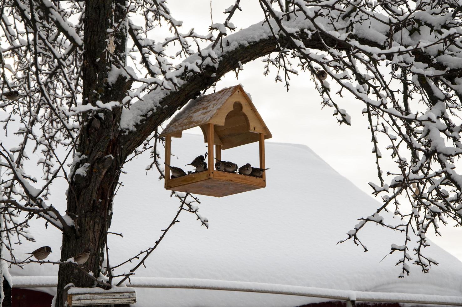 paisagem de inverno com um alimentador de pássaros em uma árvore. foto