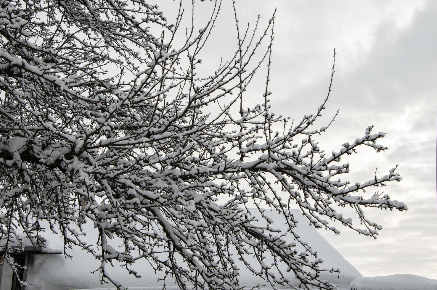 paisagem de inverno de uma árvore na neve contra o céu. foto