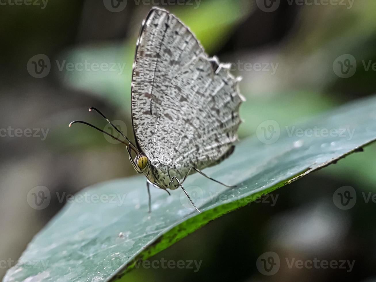 pequena borboleta branca em uma folha foto