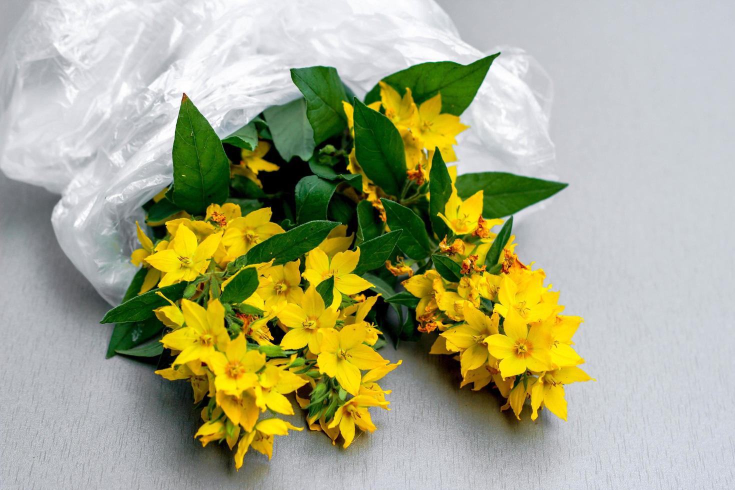 buquê de flores amarelas em um saco de celofane em fundo cinza. o conceito de conservação ambiental, cuidado com a natureza foto