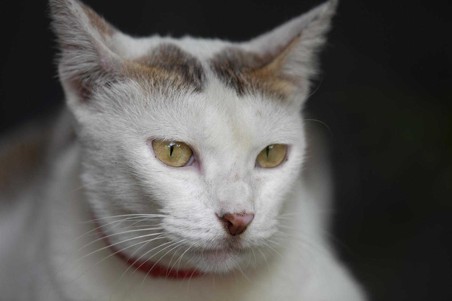 retrato gato branco foto