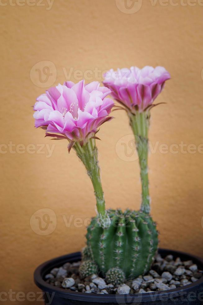 flor rosa de cacto echinopsis florescendo em vaso de plantio foto