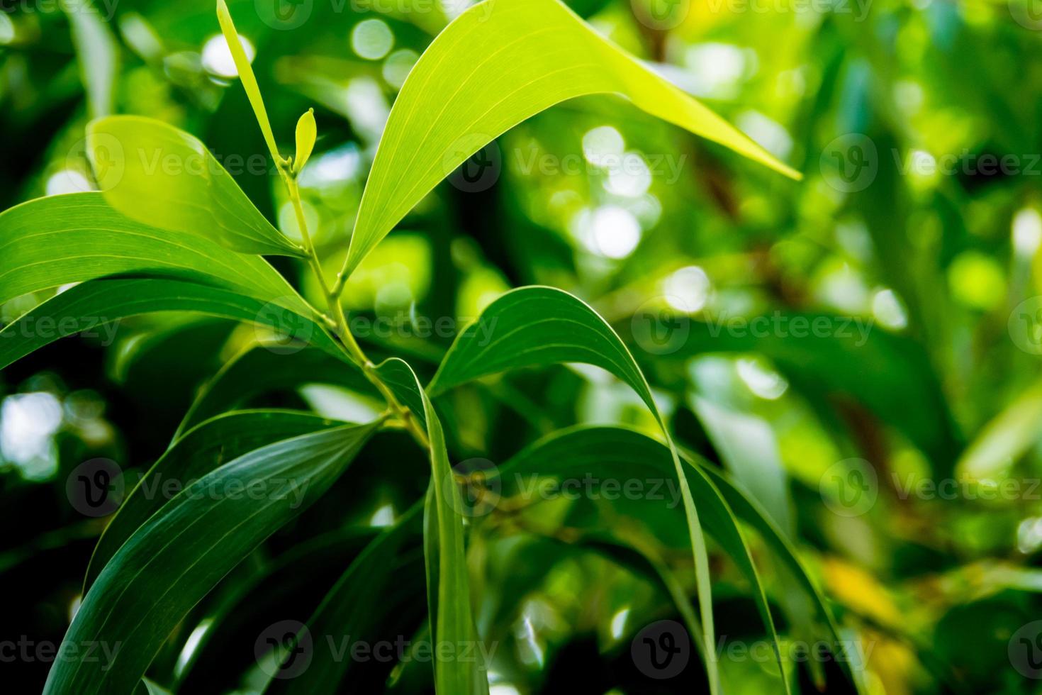 full frame folhas frescas de plantas ornamentais como pano de fundo da natureza foto