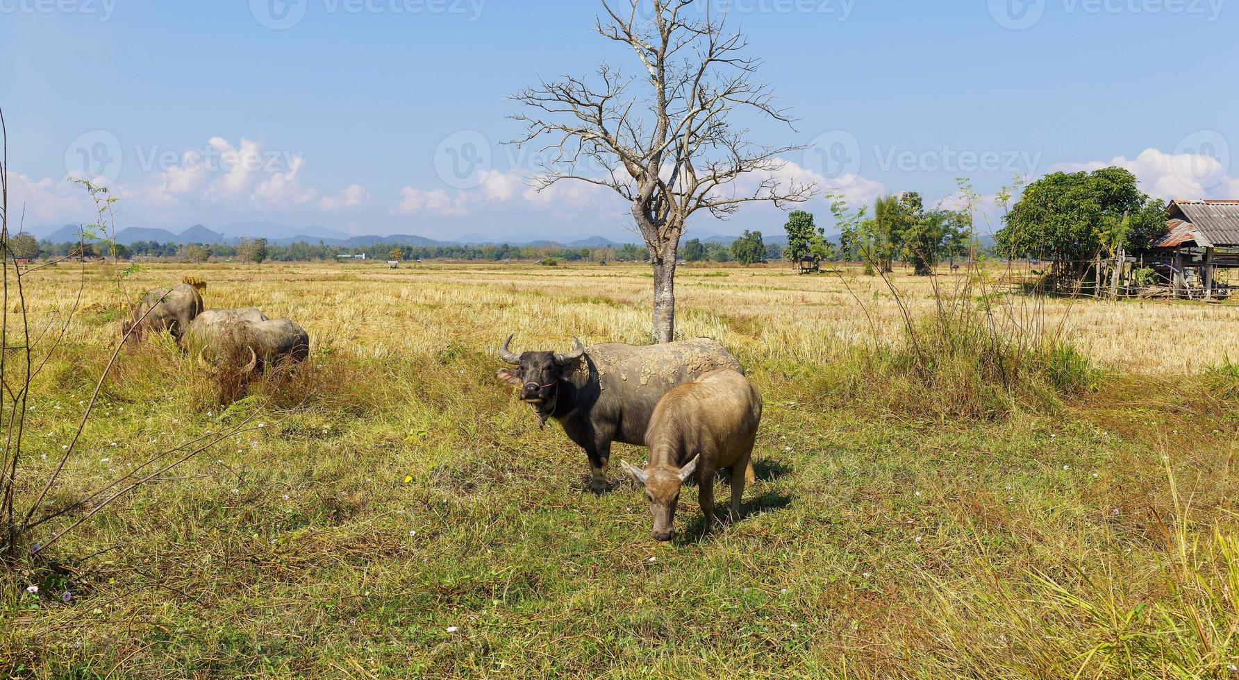muitos búfalos tailandeses estão comendo grama em campos de grama foto