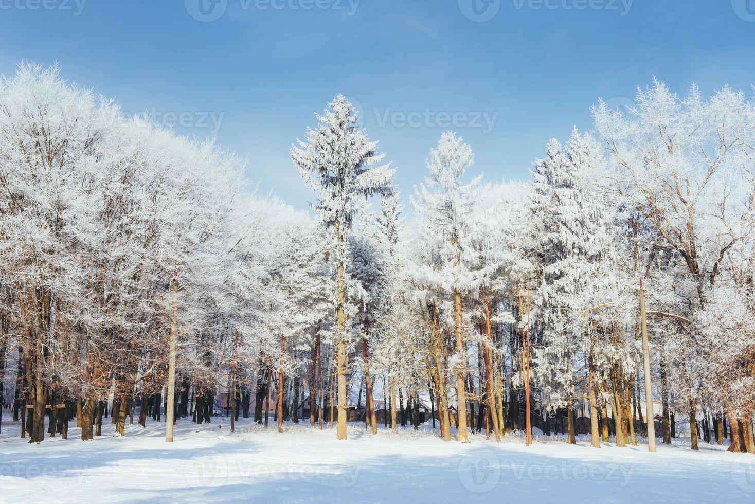 árvores em dia frio de inverno e neve foto