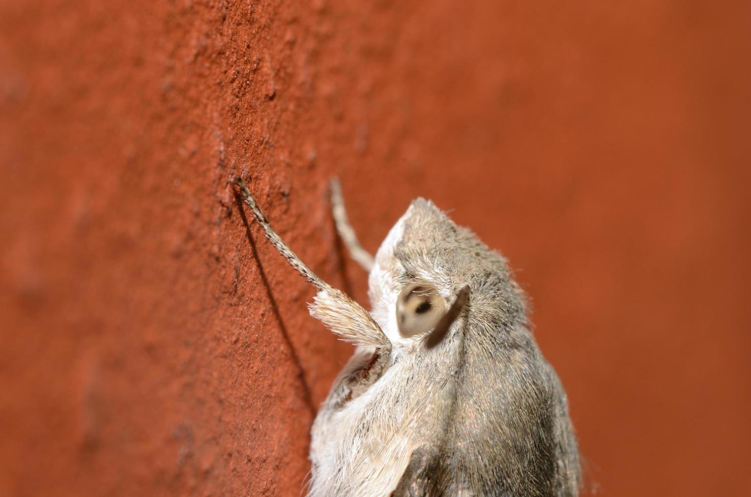 borboleta vista grande foto