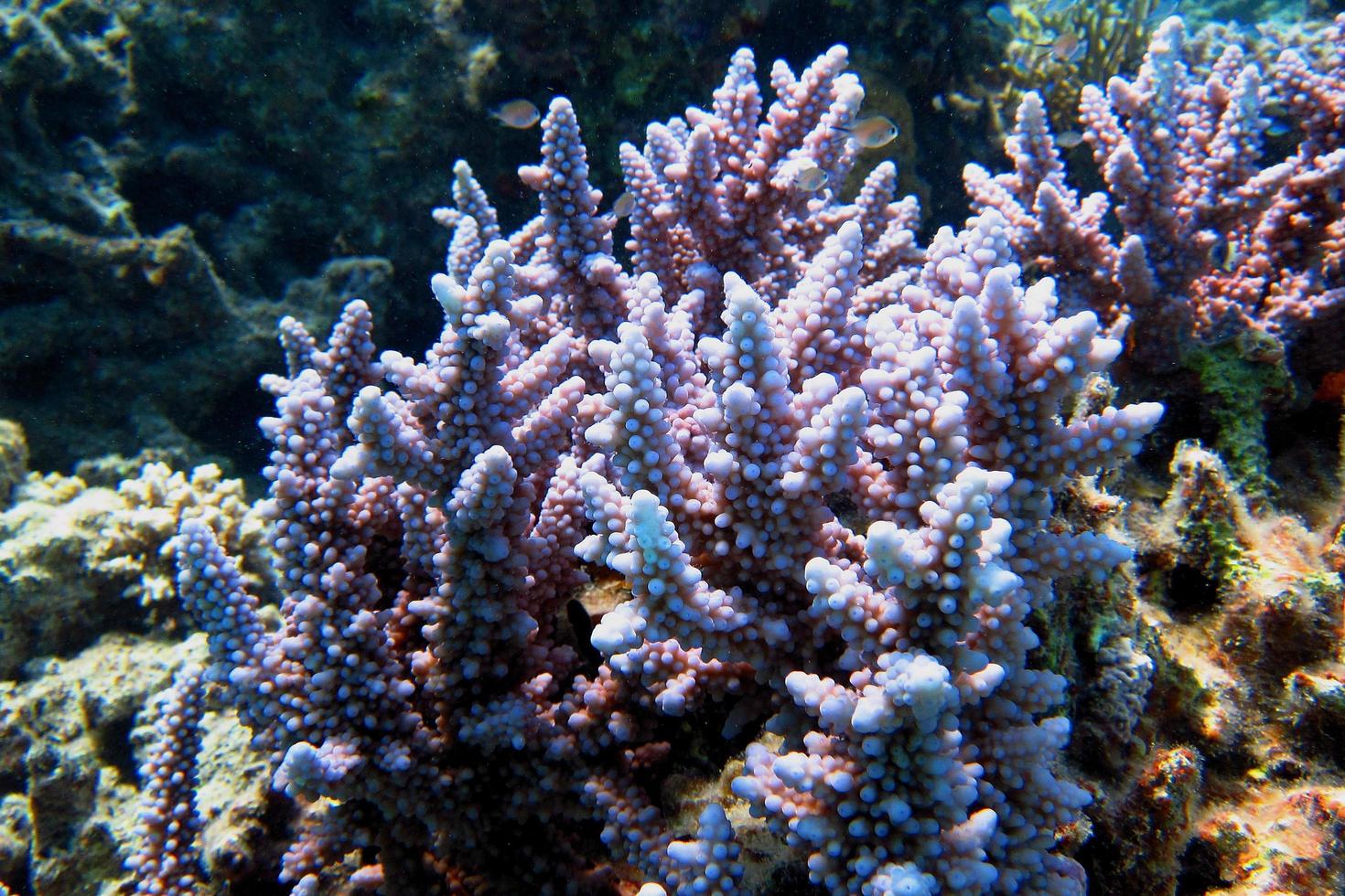 coral roxo no mar foto