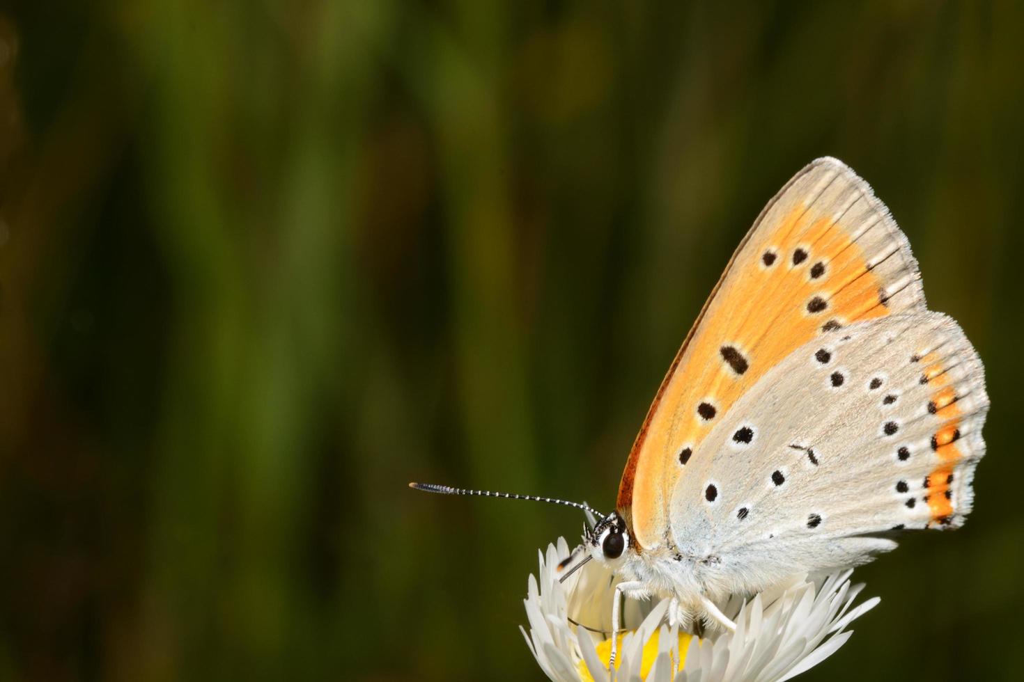 borboleta laranja ao sol foto