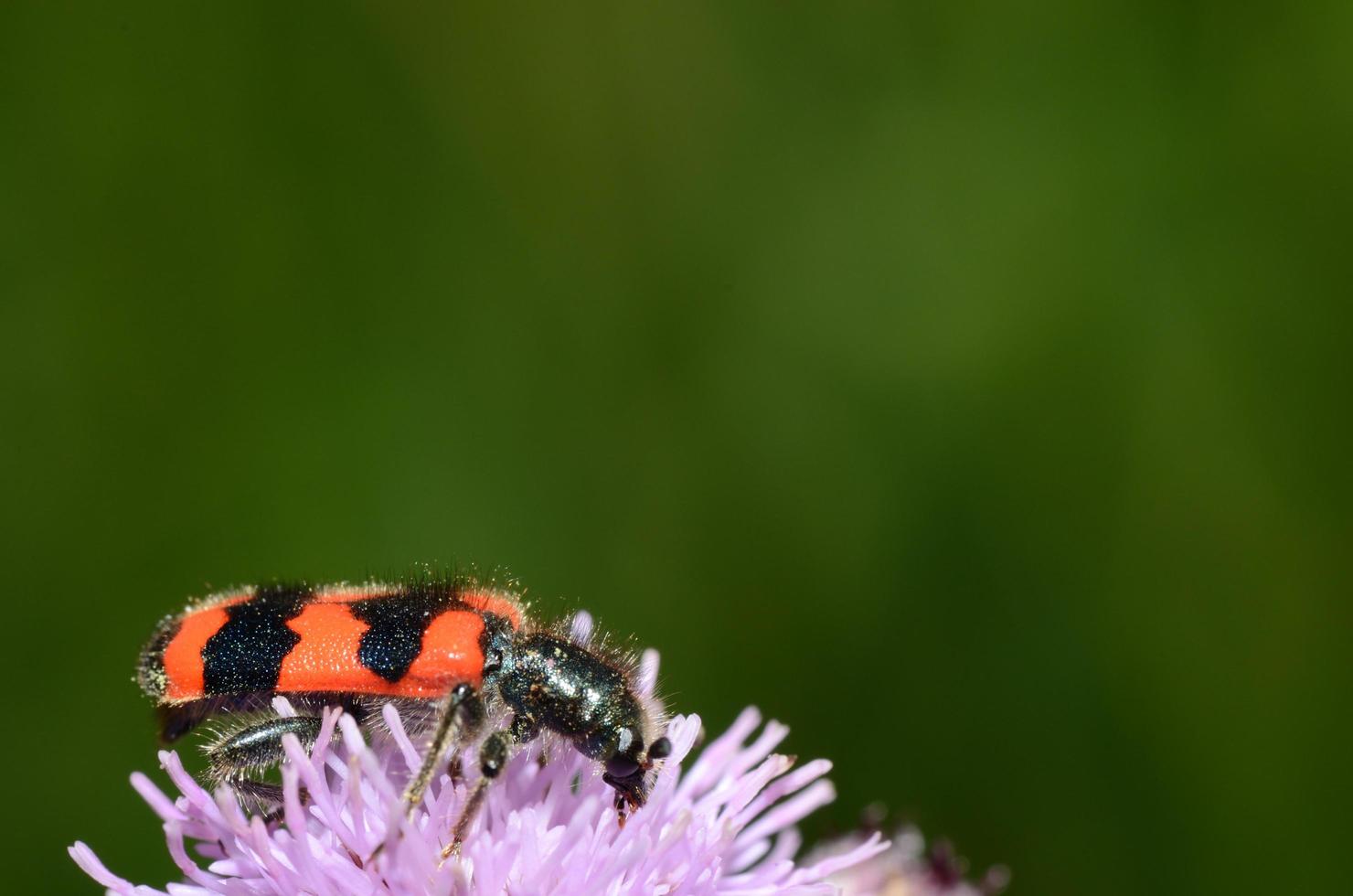 besouro preto vermelho na flor roxa foto