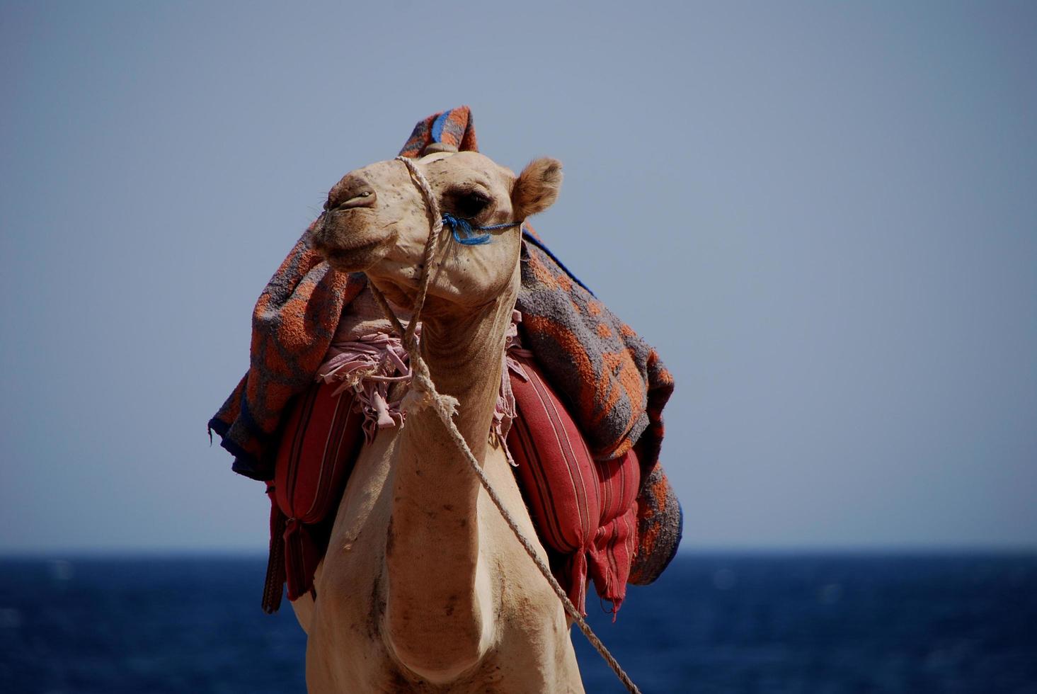 camelo nas férias de praia foto